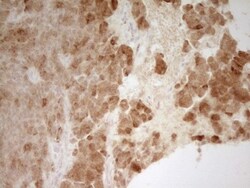 PON3 Antibody (OTI5C3), Novus Biologicals 0.1mL; Unlabeled:Antibodies,