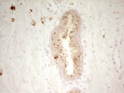 PON3 Antibody (OTI5C3), Novus Biologicals 0.1mL; Unlabeled:Antibodies,
