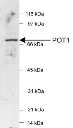 POT1 Antibody, Novus Biologicals:Antibodies:Primary Antibodies