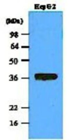 PP1 alpha/PPP1A Antibody (4G3) - BSA Free, Novus Biologicals 0.1mL; Unlabeled:Antibodies,