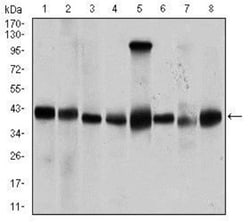 PP2C alpha/PPM1A Antibody (7F12) - BSA Free, Novus Biologicals:Antibodies:Primary