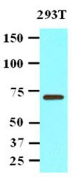 PP2C gamma/PPM1G Antibody (k1G6) - BSA Free, Novus Biologicals 0.1mL; Unlabeled:Antibodies,