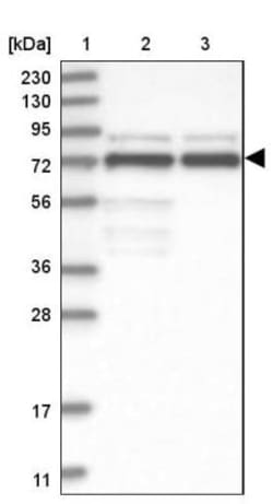 PP2C gamma/PPM1G Antibody, Novus Biologicals:Antibodies:Primary Antibodies