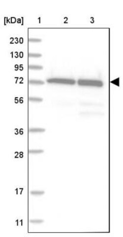 PP2C gamma/PPM1G Antibody, Novus Biologicals 0.1mL; Unlabeled:Antibodies,