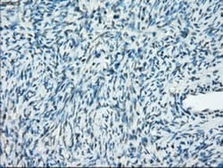 PP5 Antibody (OTI2E12), Novus Biologicals 0.1mL; Unlabeled:Antibodies,