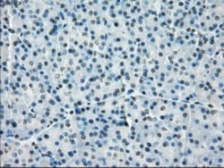PP5 Antibody (OTI2E12), Novus Biologicals 0.1mL; Unlabeled:Antibodies,
