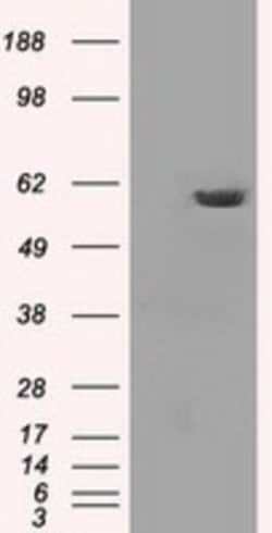 PP5 Antibody (OTI2E12), Novus Biologicals 0.1mL; Unlabeled:Antibodies,