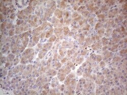 PPA2 Antibody (OTI7C1), Novus Biologicals 0.1mL; Unlabeled:Antibodies,