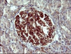 PPAP2A Antibody (OTI1H4), Novus Biologicals 0.1mL; Unlabeled:Antibodies,