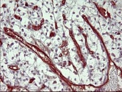 PPAP2A Antibody (OTI1H4), Novus Biologicals 0.1mL; Unlabeled:Antibodies,