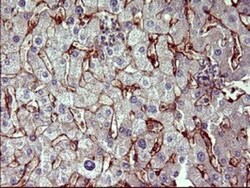 PPAP2A Antibody (OTI1H4), Novus Biologicals 0.1mL; Unlabeled:Antibodies,
