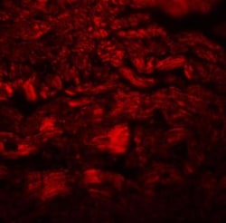 PPAPDC3 Antibody - BSA Free, Novus Biologicals 0.025 mg, Unconjugated:Antibodies,