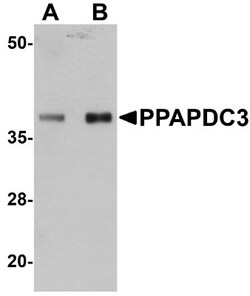 PPAPDC3 Antibody - BSA Free, Novus Biologicals 0.025 mg, Unconjugated:Antibodies,