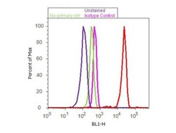 PPAR alpha/NR1C1, p Ser12 Antibody, Novus Biologicals 0.025 mg | Buy Online | Novus Biologicals | Fisher Scientific