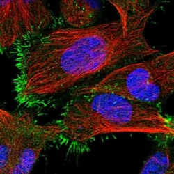 PPEF1 Antibody, Novus Biologicals 25 &mu;L | Buy Online | Novus Biologicals | Fisher Scientific