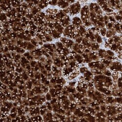 PPEF1 Antibody, Novus Biologicals 25 &mu;L | Buy Online | Novus Biologicals | Fisher Scientific