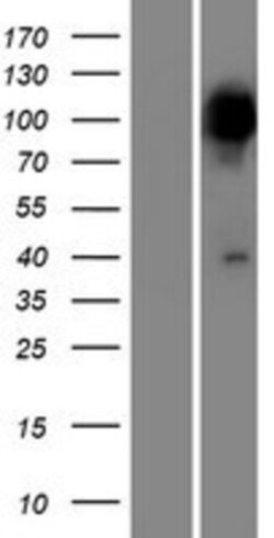 Novus Biologicals™ PPEF2 Overexpression Lysate