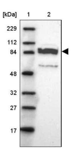 PPFIBP2 Antibody, Novus Biologicals 25 &mu;L; Unlabeled:Antibodies, Polyclonal