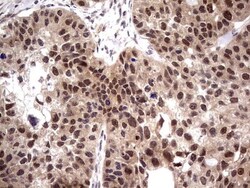 PPIL1 Antibody (OTI2D1), Novus Biologicals 0.1mL; Unlabeled:Antibodies,