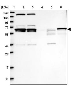 PPIL2 Antibody, Novus Biologicals 0.1mL; Unlabeled:Antibodies, Polyclonal