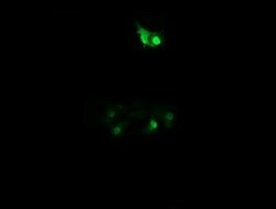 PPIL3 Antibody (OTI2E7), Novus Biologicals 0.1mL; Unlabeled:Antibodies,