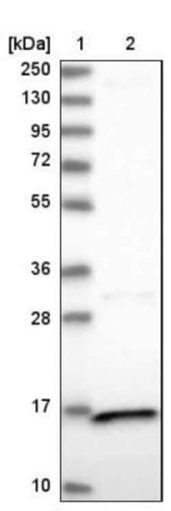 PPIL3 Antibody, Novus Biologicals:Antibodies:Primary Antibodies