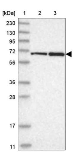 PPIL4 Antibody, Novus Biologicals 0.1mL; Unlabeled:Antibodies, Polyclonal