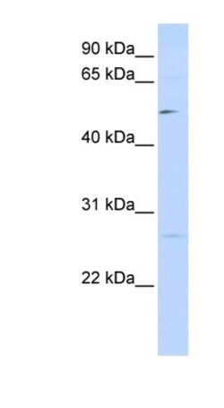 PPM1M Antibody, Novus Biologicals:Antibodies:Primary Antibodies