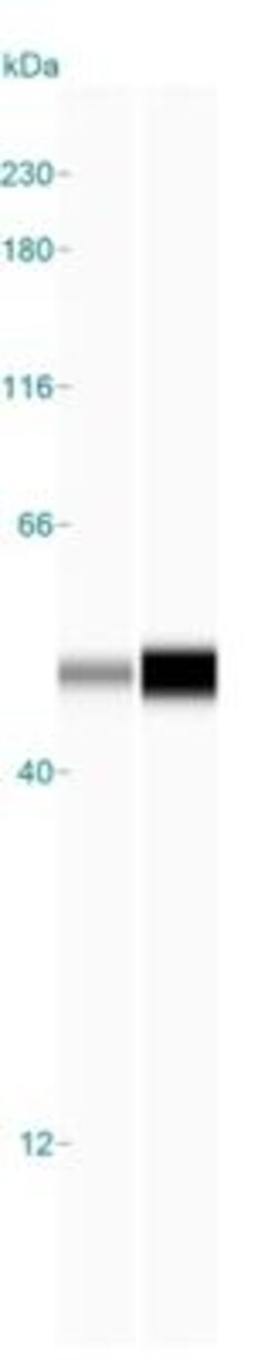 PPME1 Antibody, Novus Biologicals:Antibodies:Primary Antibodies