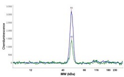PPME1 Antibody, Novus Biologicals:Antibodies:Primary Antibodies