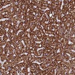 PPP1R12C Antibody, Novus Biologicals:Antibodies:Primary Antibodies