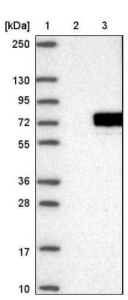 PPP1R16A Antibody, Novus Biologicals:Antibodies:Primary Antibodies