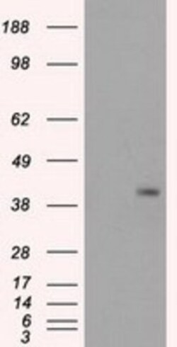 PPP1R7 Antibody (OTI4F9), Novus Biologicals 0.1mL; Unlabeled:Antibodies,