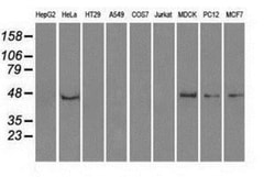 PPP1R7 Antibody (OTI4F9), Novus Biologicals 0.1mL; Unlabeled:Antibodies,