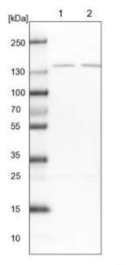 PPP2R3A Antibody, Novus Biologicals:Antibodies:Primary Antibodies