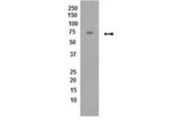 PP2A alpha Antibody (H5D12) - BSA Free, Novus Biologicals:Antibodies:Primary