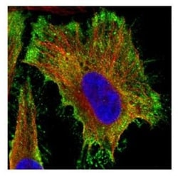 PP2A alpha Antibody, Novus Biologicals 0.1mL; Unlabeled:Antibodies, Polyclonal