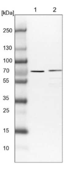 PPP2R5C Antibody, Novus Biologicals:Antibodies:Primary Antibodies