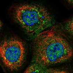 PPP2R5C Antibody, Novus Biologicals:Antibodies:Primary Antibodies