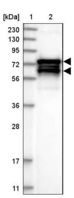 PPP2R5D Antibody, Novus Biologicals 25 &mu;L; Unlabeled:Antibodies, Polyclonal
