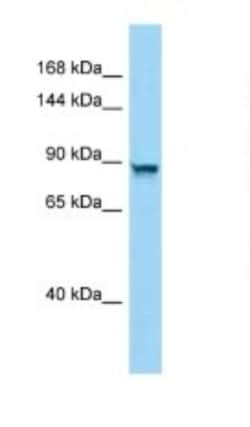 PPP4R4 Antibody, Novus Biologicals 20&mu;L; Unlabeled:Antibodies, Polyclonal