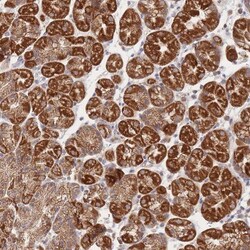 PPP6C Antibody, Novus Biologicals 0.1mL; Unlabeled:Antibodies, Polyclonal