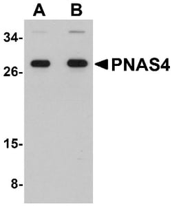 PPPDE1 Antibody - BSA Free, Novus Biologicals:Antibodies:Primary Antibodies