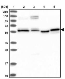 PPRC1 Antibody, Novus Biologicals:Antibodies:Primary Antibodies