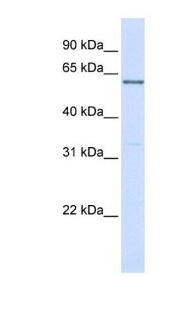 PR48 Antibody, Novus Biologicals:Antibodies:Primary Antibodies