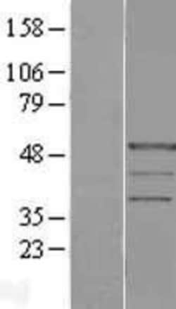 Novus Biologicals™ PRAF1 Overexpression Lysate