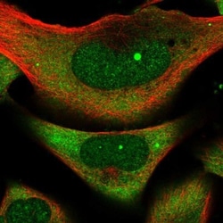 PRAF1 Antibody, Novus Biologicals 0.1mL; Unlabeled:Antibodies, Polyclonal