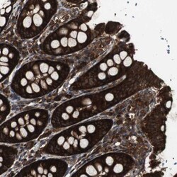 PRAGMIN Antibody, Novus Biologicals:Antibodies:Primary Antibodies
