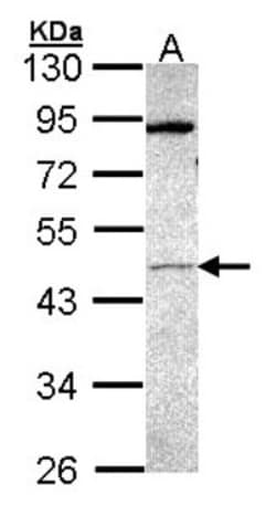 PRAK Antibody, Novus Biologicals 0.1 mL | Buy Online | Novus Biologicals | Fisher Scientific