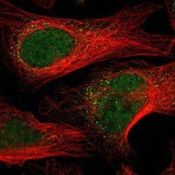 PRAK Antibody, Novus Biologicals:Antibodies:Primary Antibodies